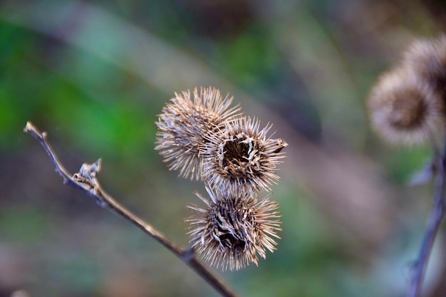 Close-up of dried plant