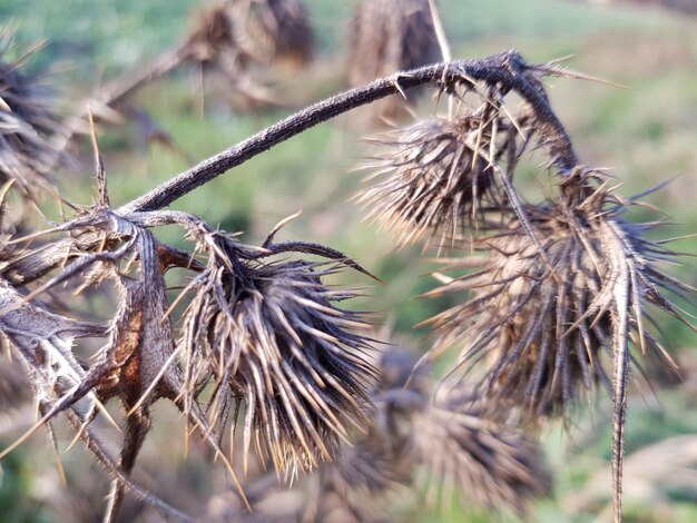 Close-up of dried plant