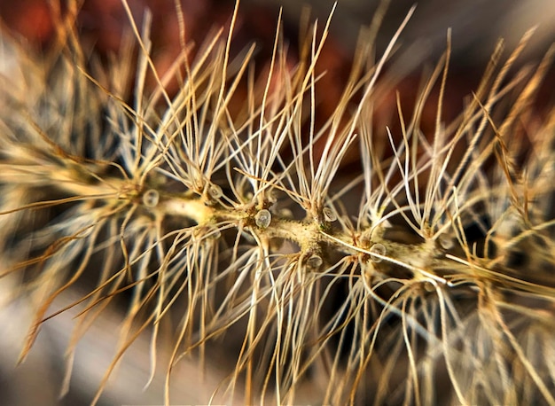 Foto prossimo piano della pianta secca