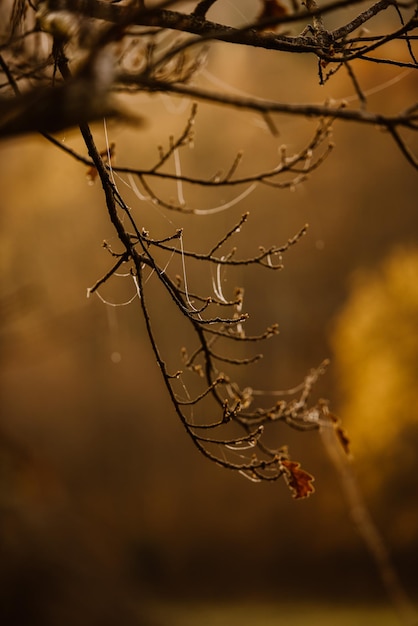 Photo close-up of dried plant