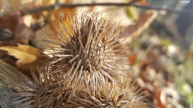 Photo close-up of dried plant