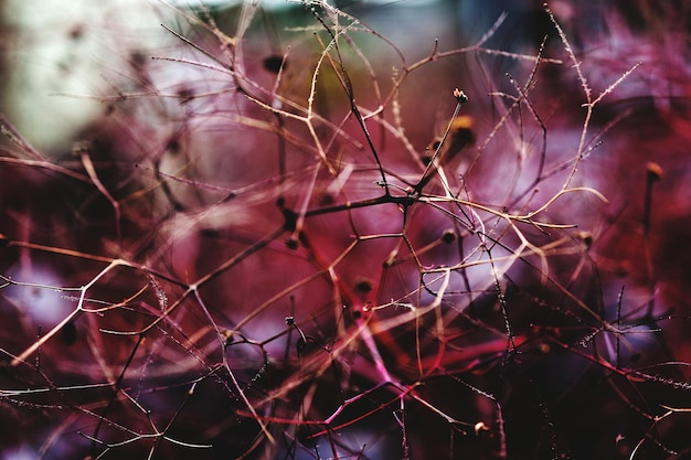 Close-up of dried plant