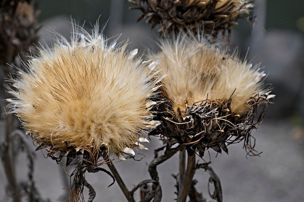 Photo close-up of dried plant