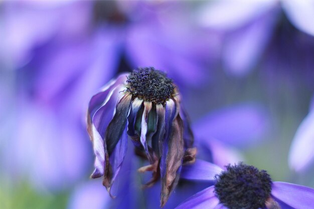 Close-up of dried purple flower