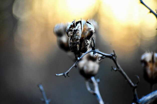 Photo close-up of dried seed pod