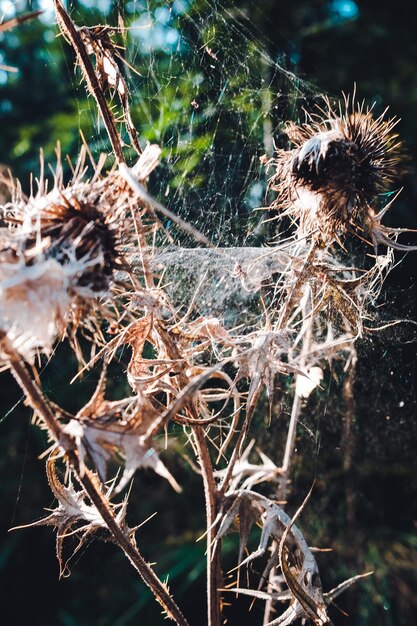 Close-up of dried spider web on plant