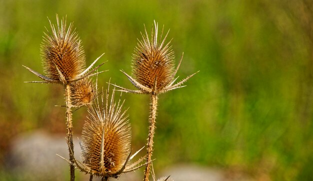 Photo close-up of dried thistle on field