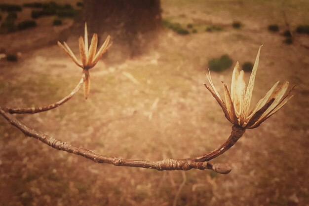 Foto prossimo piano di un tulipano asciutto