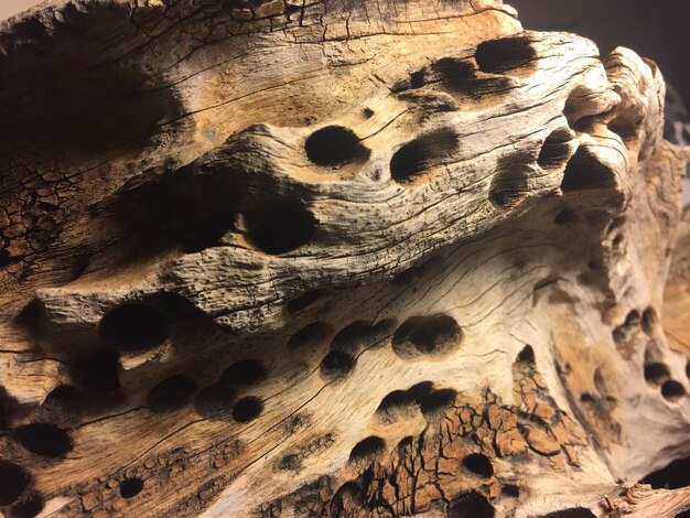 Photo close-up of drift wood