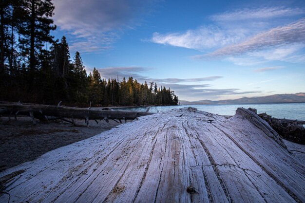 Photo close up of driftwood against scenic view of lake against evening sky