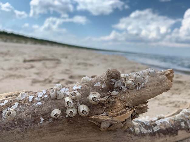 Foto prossimo piano di legno alla deriva sulla spiaggia