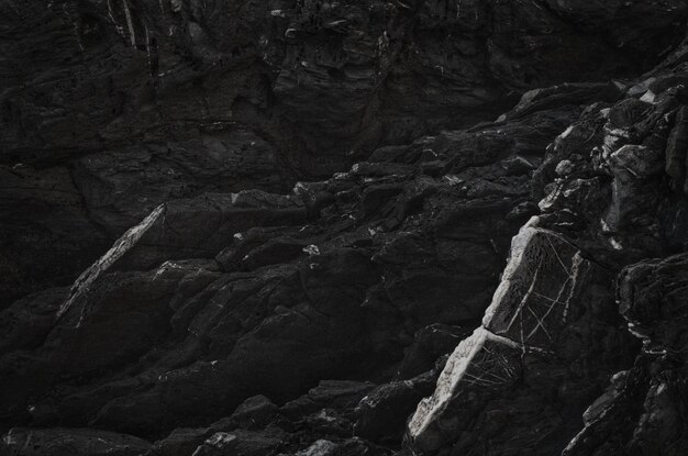 Close-up of driftwood in forest