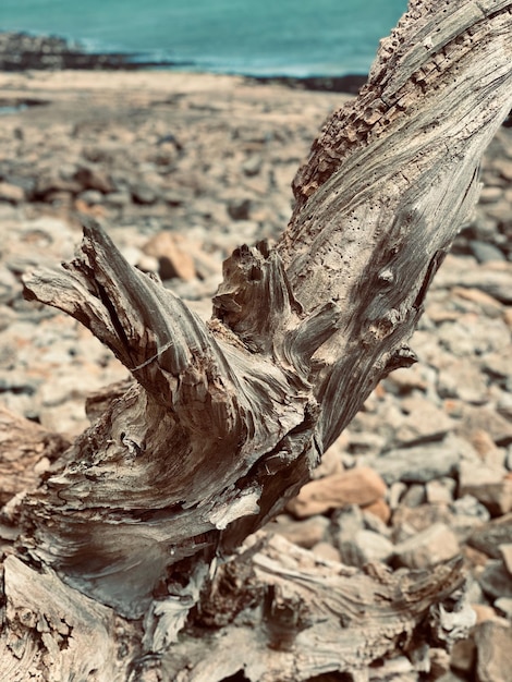 Photo close-up of driftwood on tree trunk