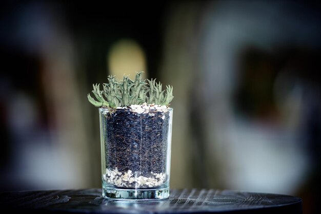 Close-up of drink on table