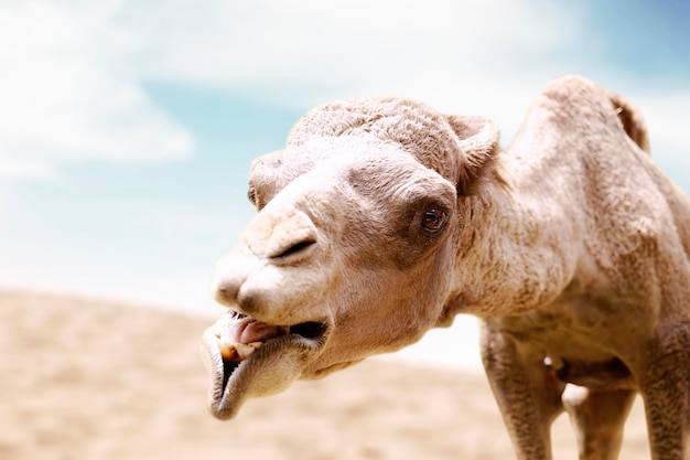 Close up of dromedary camel standing on the desert