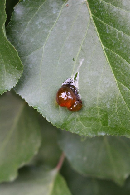 A close up of a drop of water on a leaf