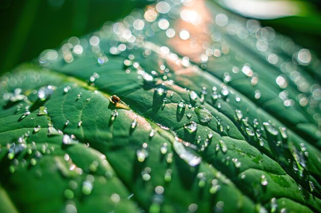 Close up a drops of dew in the morning glow in the sun beautiful dew drops of transparent rain water on a green leaf macro beautiful leaf texture in nature natural background selective focus