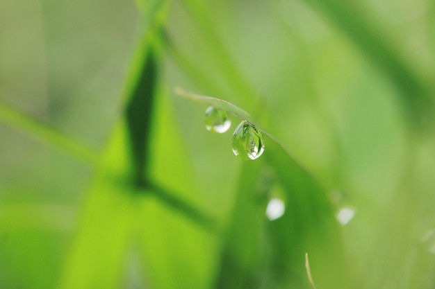 close-up of drops on grass
