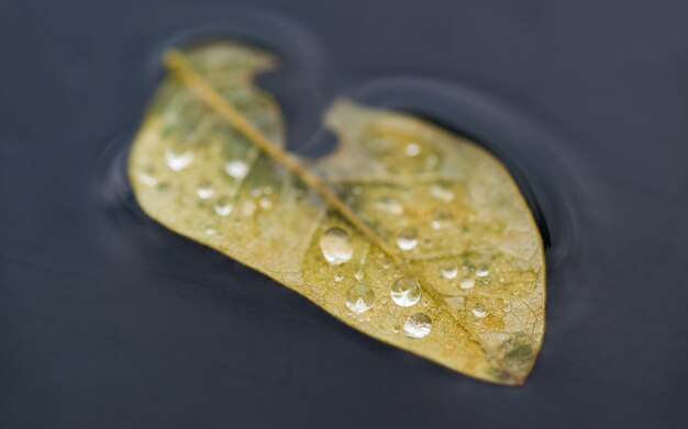 Foto close-up di gocce su foglie che galleggiano sull'acqua