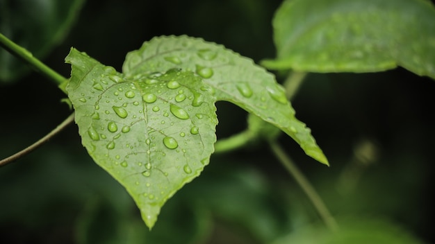 Close up on drops of water on the leaves