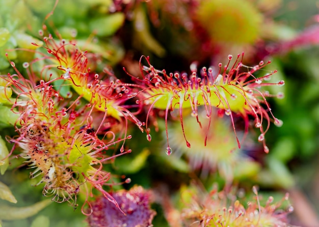 Foto un primo piano di una drosera rotundifolia