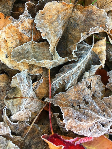 Close-up of dry autumn leaf