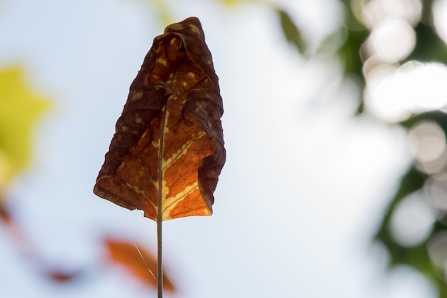 Photo close-up of dry autumn leaf