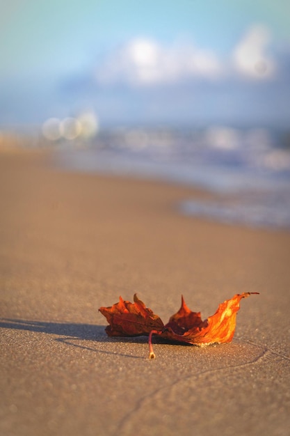 Photo close-up of dry autumn leaves on beach