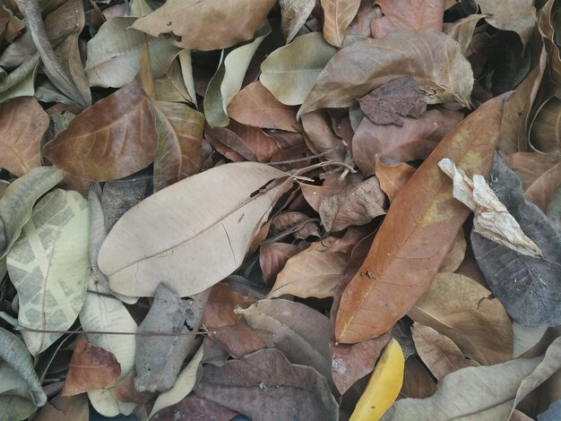 Photo close-up of dry autumn leaves