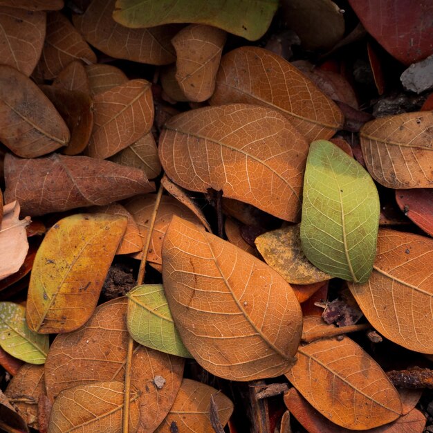 Close-up of dry autumn leaves