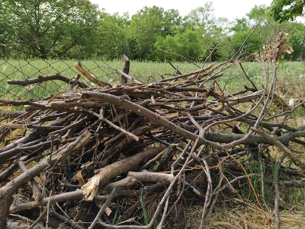 Close up of dry brushwood Texture of dry twigs