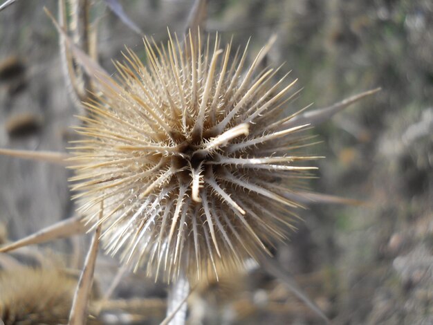 Photo close-up of dry dandelion on field