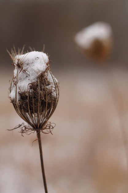 Close-up of dry flower during winter