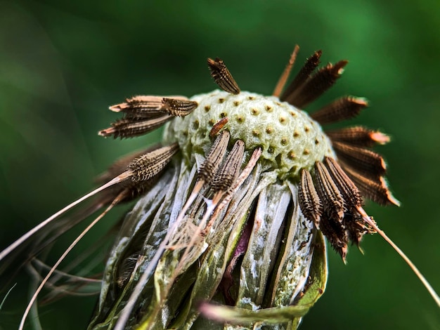 Foto prossimo piano di un fiore secco