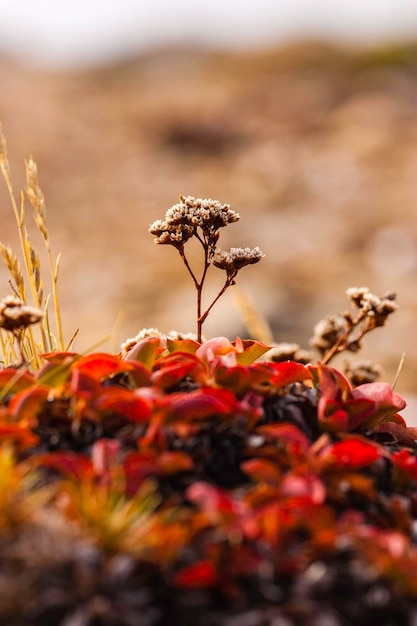 Photo close-up of dry flowering plant on field