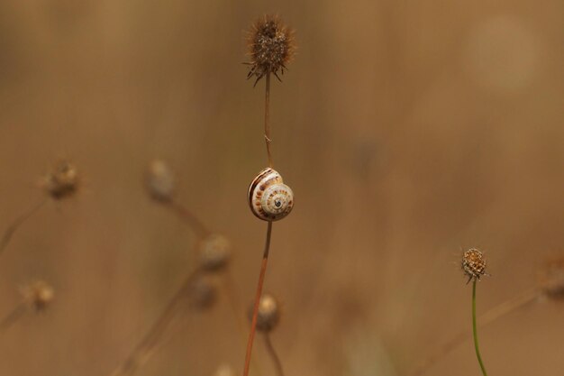 Close-up of dry flowering plant