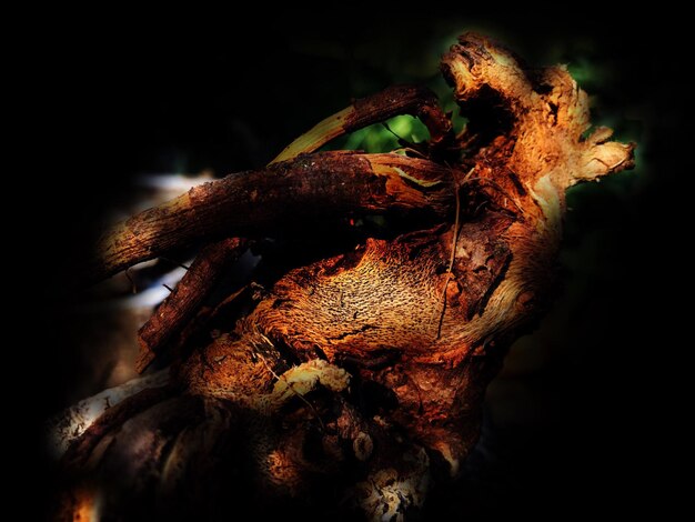 Photo close-up of dry flowers on tree trunk