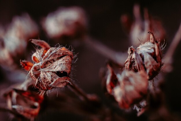 Photo close-up of dry flowers