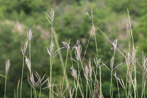 Photo close-up of dry grass on field