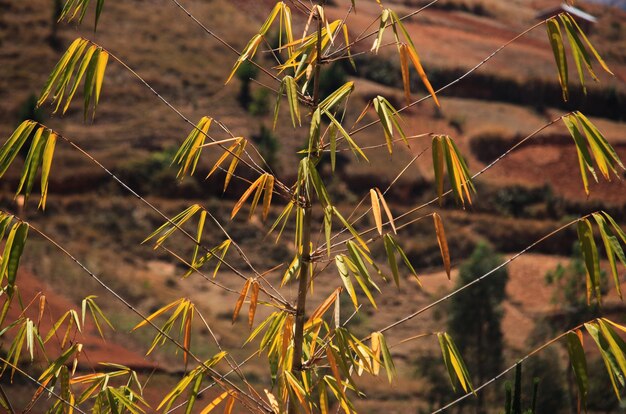 Photo close-up of dry grass on field