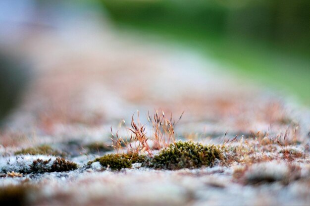 Close-up of dry grass on rock