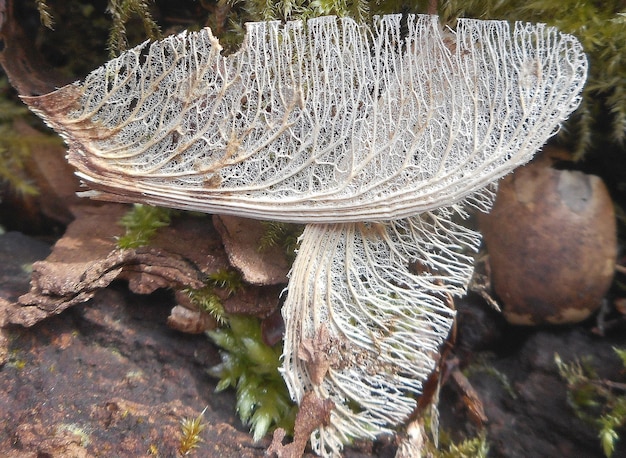 Photo close-up of dry insect wings