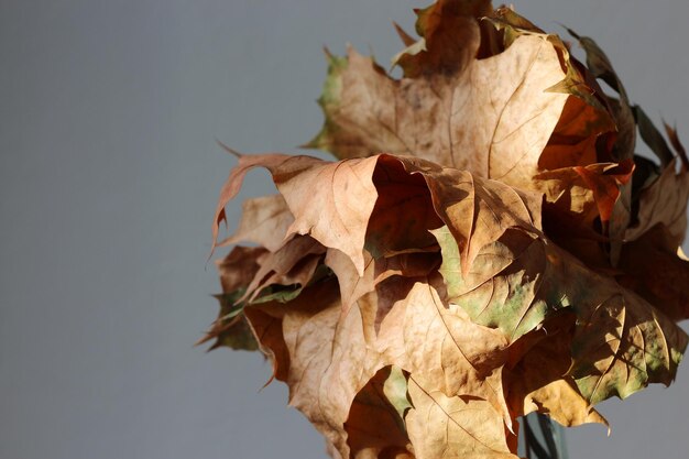 Close-up of dry leaf against sky