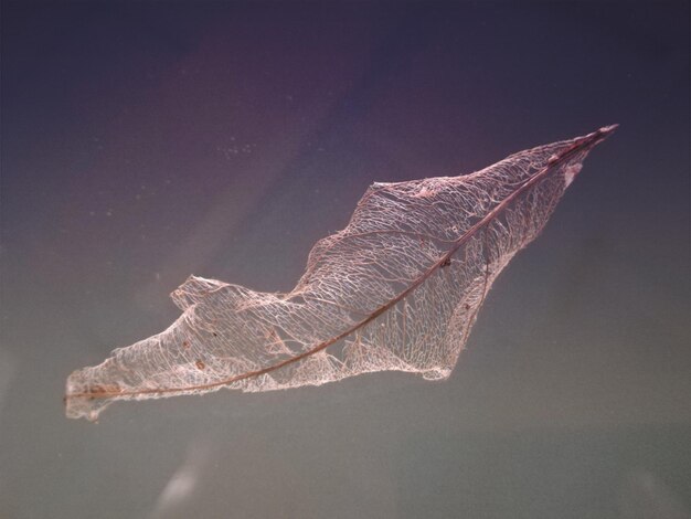 Photo close-up of dry leaf against white background