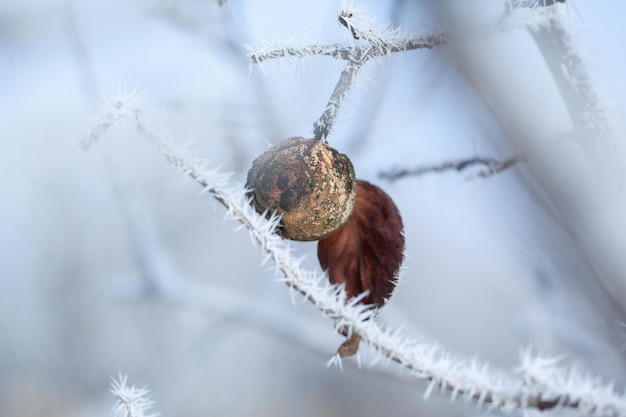 Photo close-up of dry leaf on branch