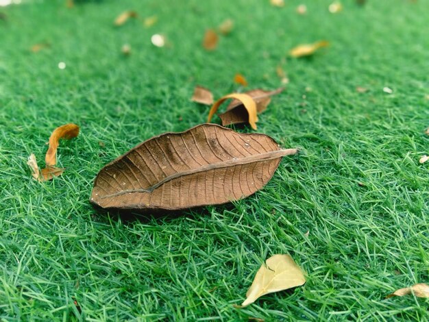 Close-up of dry leaf on grass