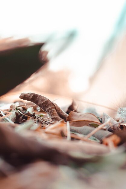 Foto prossimo piano di una foglia secca sul suolo