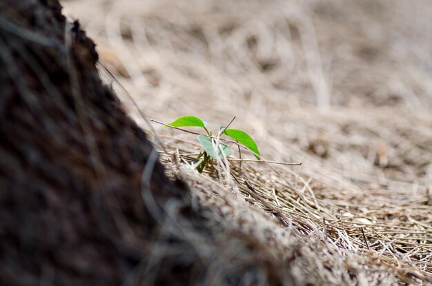 Close-up of dry leaf on land