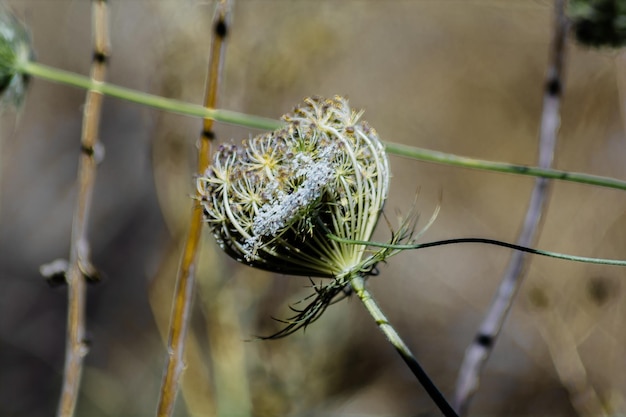 植物の乾いた葉のクローズアップ