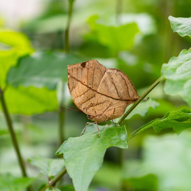 Foto prossimo piano della foglia secca sulla pianta